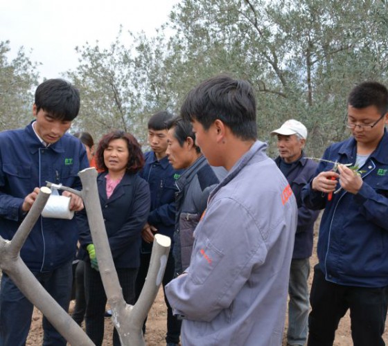 公司從產(chǎn)業(yè)鏈起始端著手，引進(jìn)良種優(yōu)苗，繁育基地苗圃，優(yōu)化樹(shù)種，以?xún)?yōu)質(zhì)的橄欖樹(shù)苗為生產(chǎn)特級(jí)初榨橄欖油提供基礎(chǔ)保障。在以自建萬(wàn)畝國(guó)家標(biāo)準(zhǔn)化油橄欖..