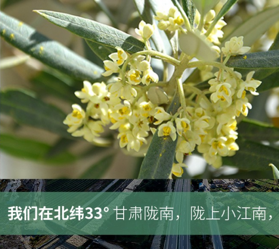 武都的氣候、土壤等與地中海沿岸極其相似，同處于世界頂級(jí)油橄欖黃金生產(chǎn)帶（32°58--33°36）年平均氣溫為14.7°，年日照時(shí)數(shù)1911..
